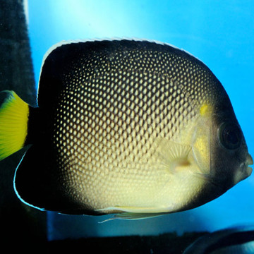 Apolemichthys Xanthurus : 10 cm